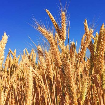 Sheafs of wheat with a blue sky behind 